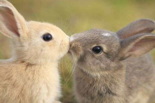 kissing-rabbits